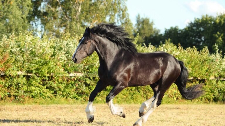 Preserving the Legacy of Cream Draft Horses