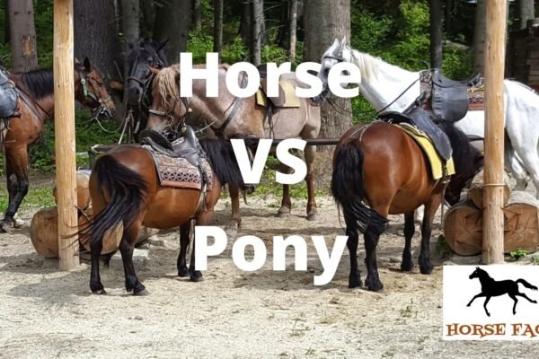 Pony Riding vs. Horse Riding: Key Differences