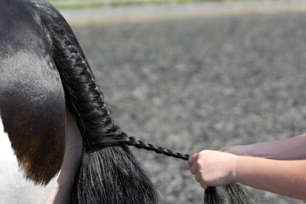 Caring for Your Pony: Tips for Health and Happiness