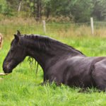 The Top 5 Pony Breeds You Should Know About
