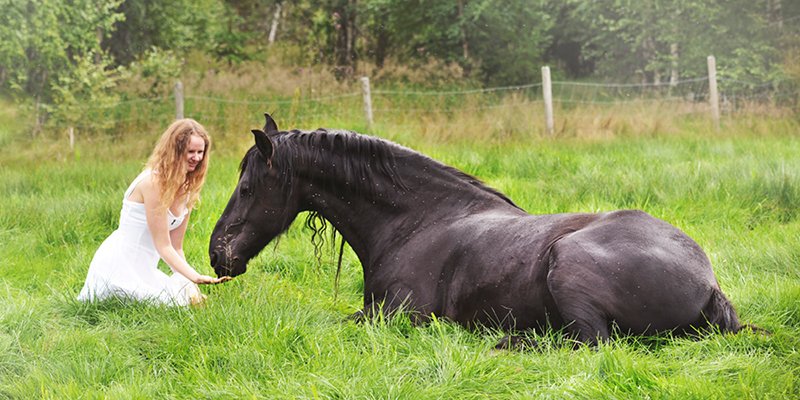 The Top 5 Pony Breeds You Should Know About