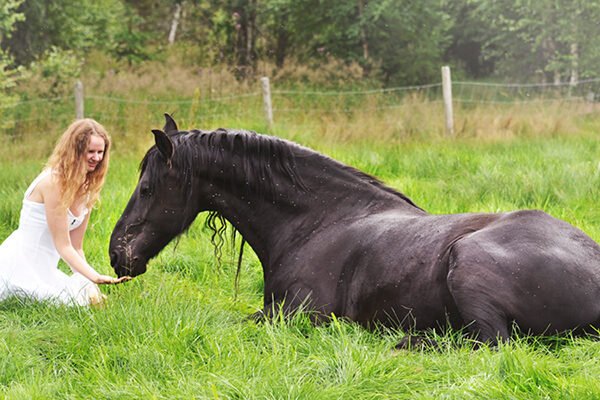 Training Your Pony: Essential Tips for Success