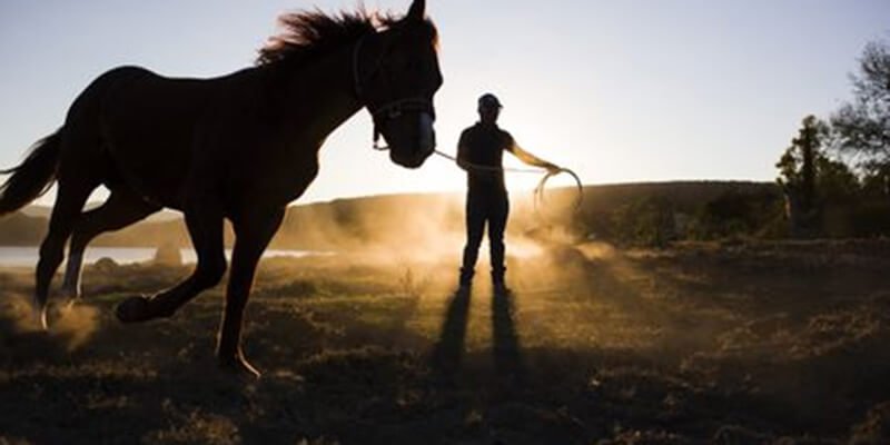 The Top 5 Pony Breeds You Should Know About