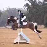 The Role of Ponies in Competitive Equestrian Sports