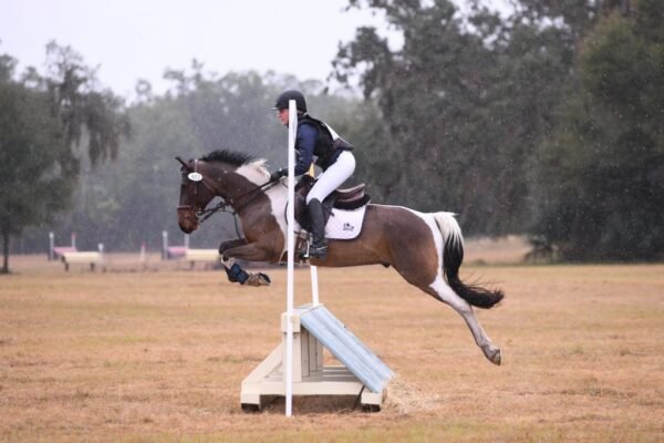 The Role of Ponies in Competitive Equestrian Sports