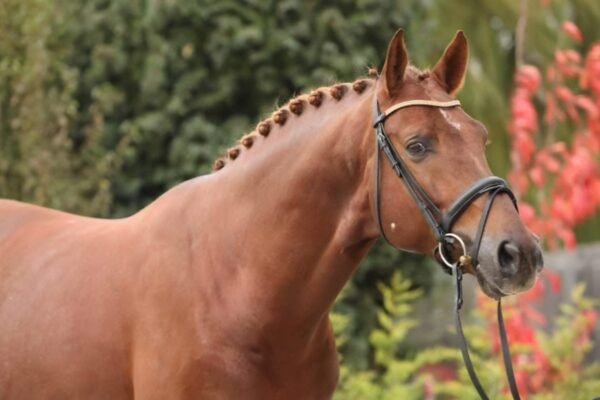 Introduction to Warmblood Horses: Characteristics and Traits