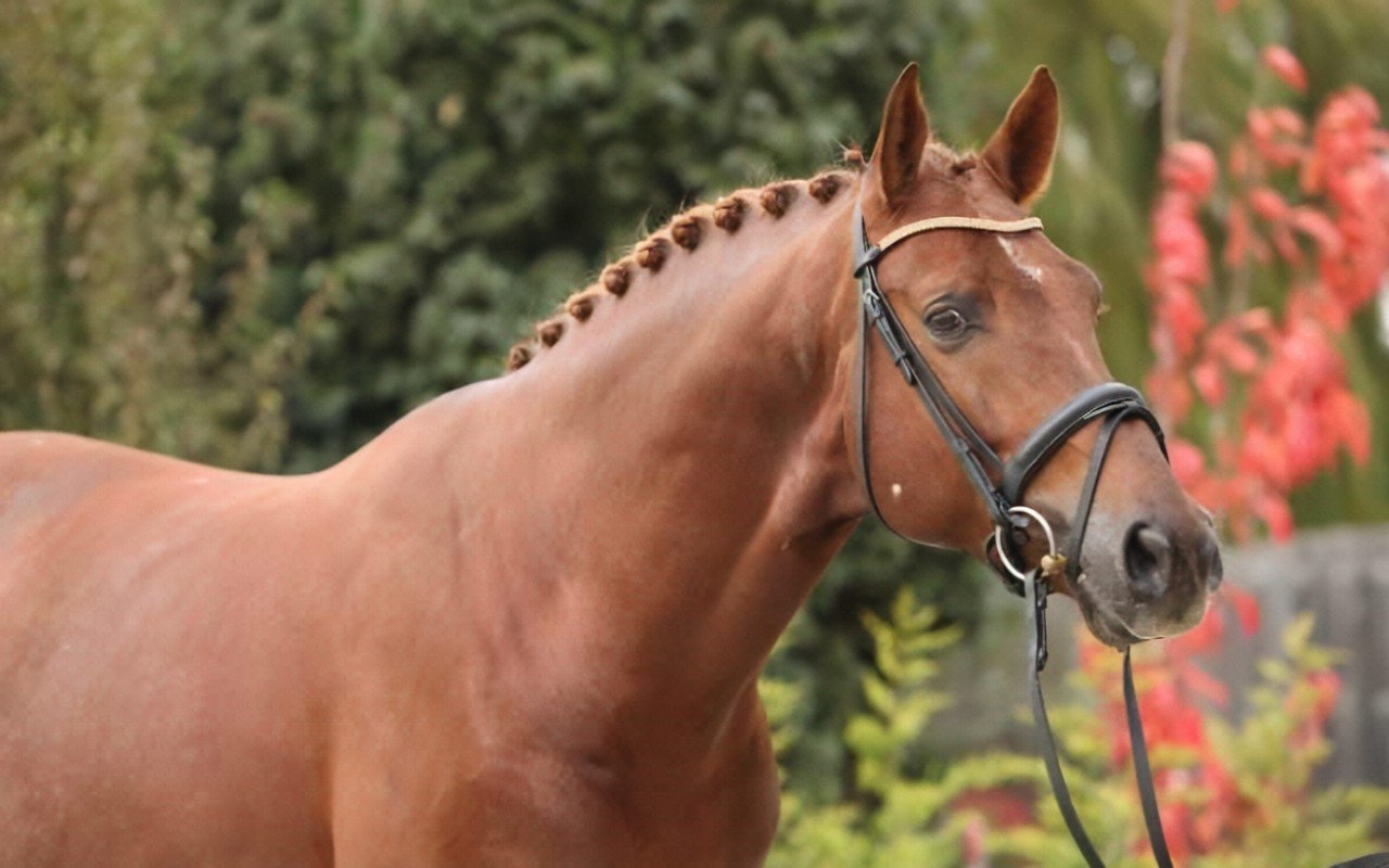 Introduction to Warmblood Horses: Characteristics and Traits