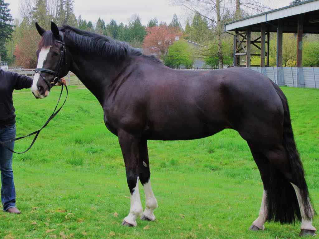 Introduction to Warmblood Horses: Characteristics and Traits