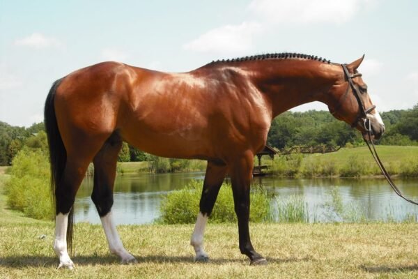 Popular Warmblood Breeds and Their Specialties