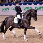 Train a Warmblood for Dressage, Show Jumping, and Eventing
