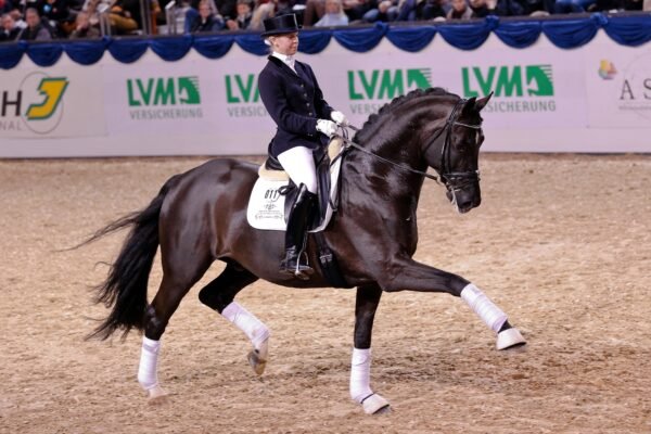 Train a Warmblood for Dressage, Show Jumping, and Eventing