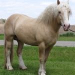 Top Cream Draft Horse Breeds and Their Characteristics