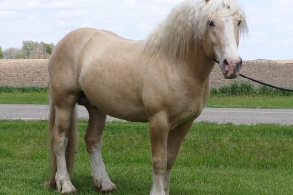 Top Cream Draft Horse Breeds and Their Characteristics