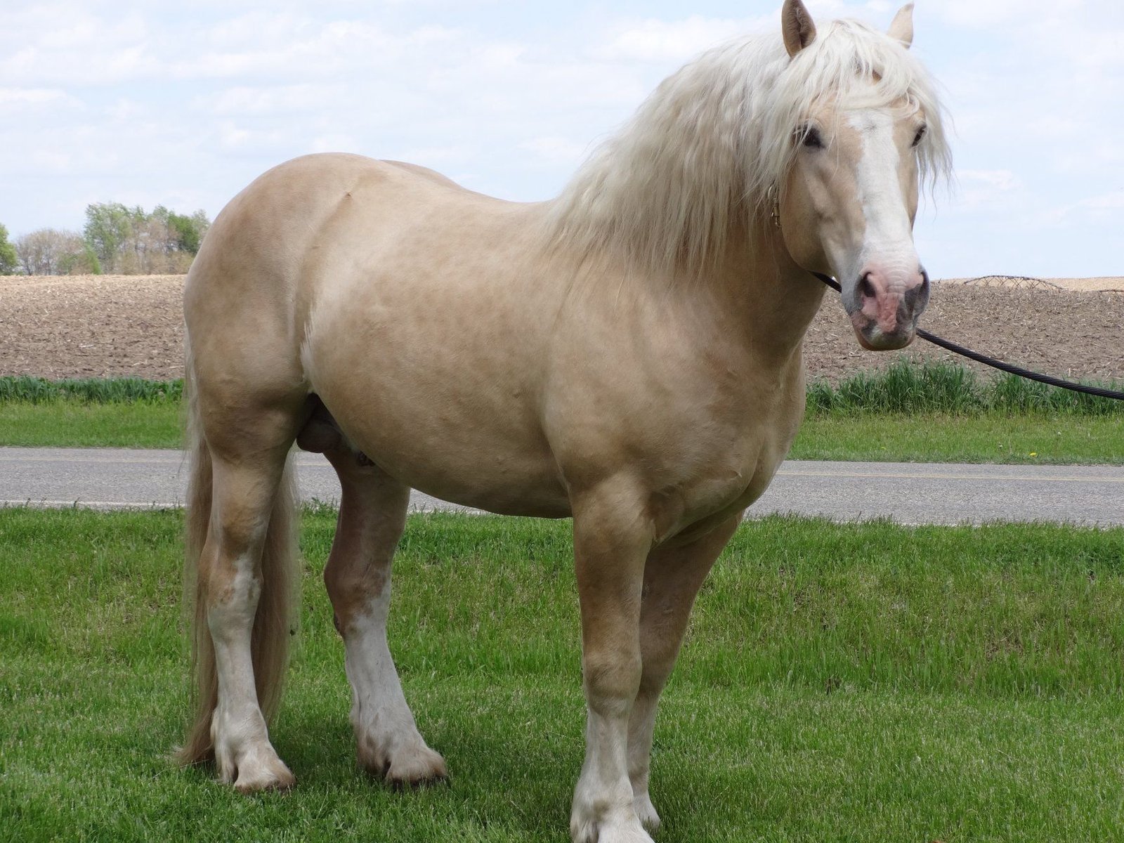 Top Cream Draft Horse Breeds and Their Characteristics