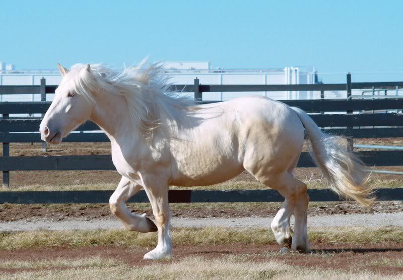 The History and Origins of Cream Draft Horses