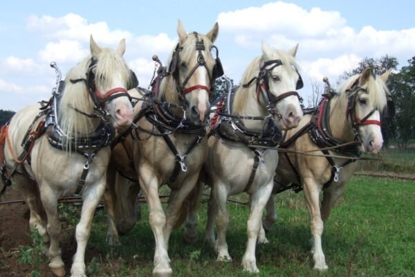 Cream Draft Horses in Agriculture and Work: A Look at Their Role