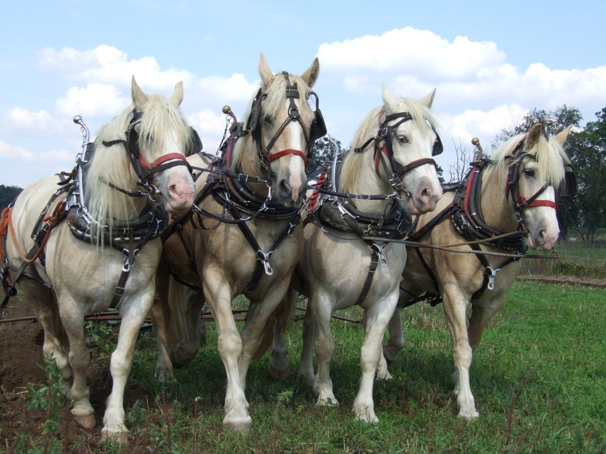 Cream Draft Horses in Agriculture and Work: A Look at Their Role