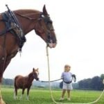 How to Train a Cream Draft Horse for Riding and Work
