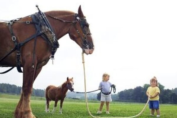 How to Train a Cream Draft Horse for Riding and Work