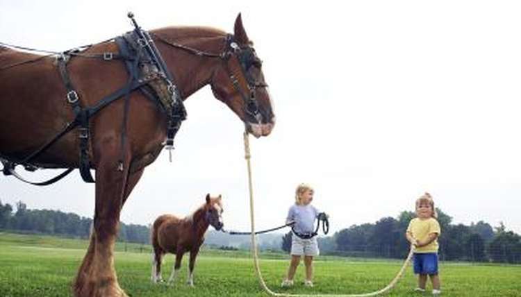 How to Train a Cream Draft Horse for Riding and Work