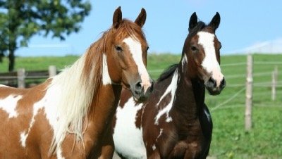 Care for a Paint Horse: Grooming and Health Considerations