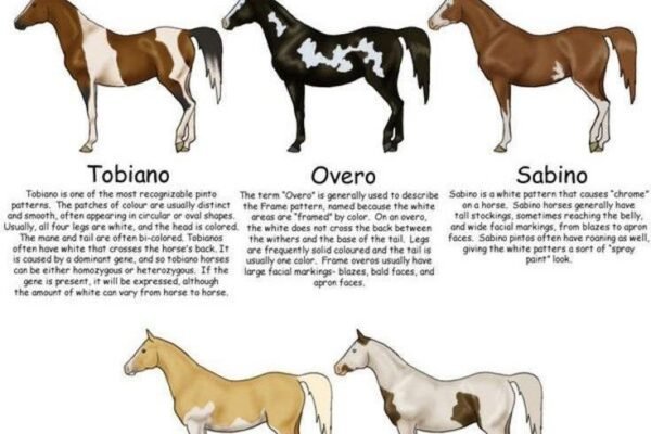 Paint Horses: American Paint vs. Other Breeds