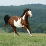 What Are Paint Horses? Exploring Their Unique Color Patterns