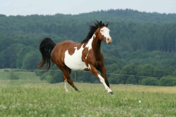 What Are Paint Horses? Exploring Their Unique Color Patterns