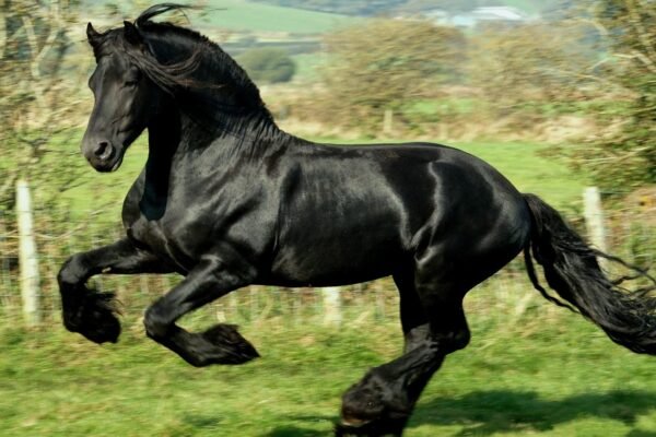 The Best Supplements and Diet for Friesian Horses