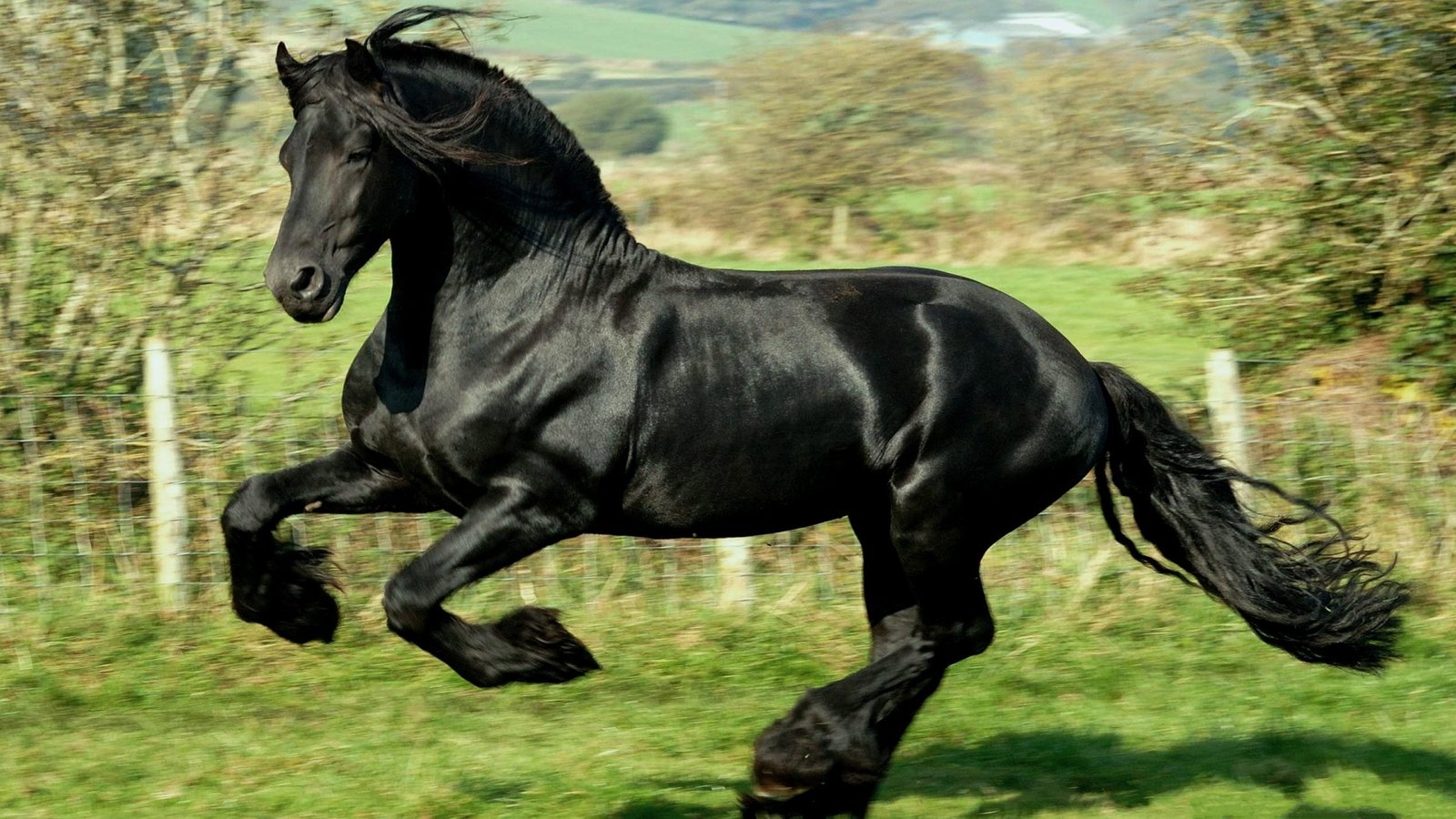 The Best Supplements and Diet for Friesian Horses