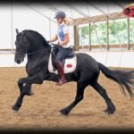 Training Your Friesian Horse for Dressage and Driving