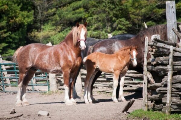 How to Maintain the Health of Your Cream Draft Horse