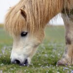The Best Ponies for Kids: Gentle and Safe Breeds