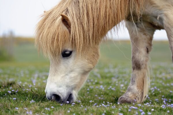 The Best Ponies for Kids: Gentle and Safe Breeds