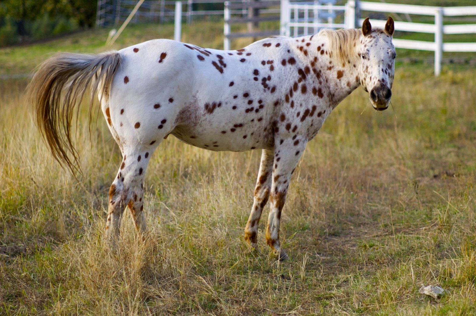 The Best Ponies for Kids: Gentle and Safe Breeds