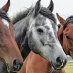 The Best Warmbloods for First-Time Equestrians