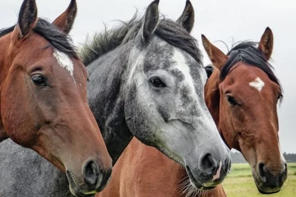 The Best Warmbloods for First-Time Equestrians