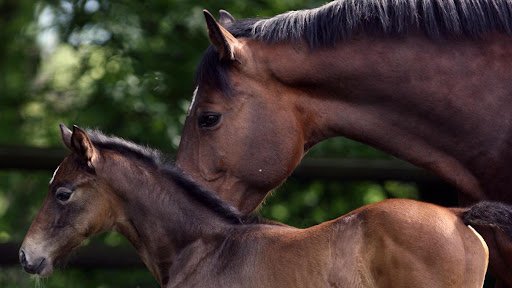 The Evolution of the Pony: Origins and Breeds Around the World