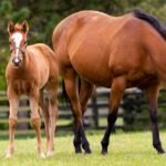 The Future of Warmblood Breeding: Trends and Innovations