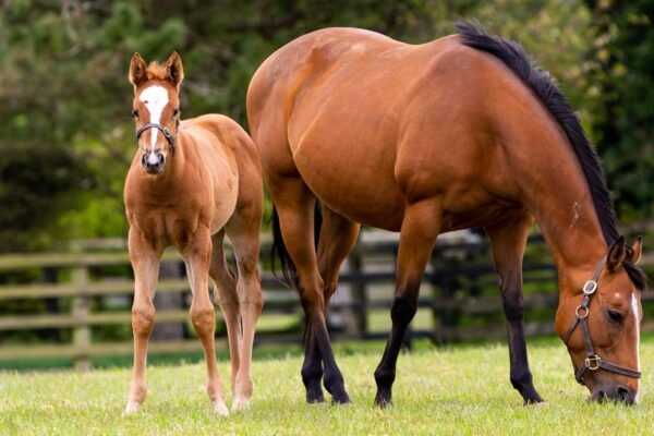 The Future of Warmblood Breeding: Trends and Innovations