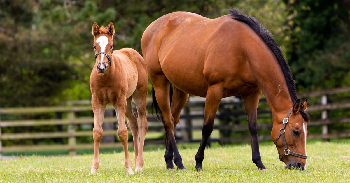 The Future of Warmblood Breeding: Trends and Innovations