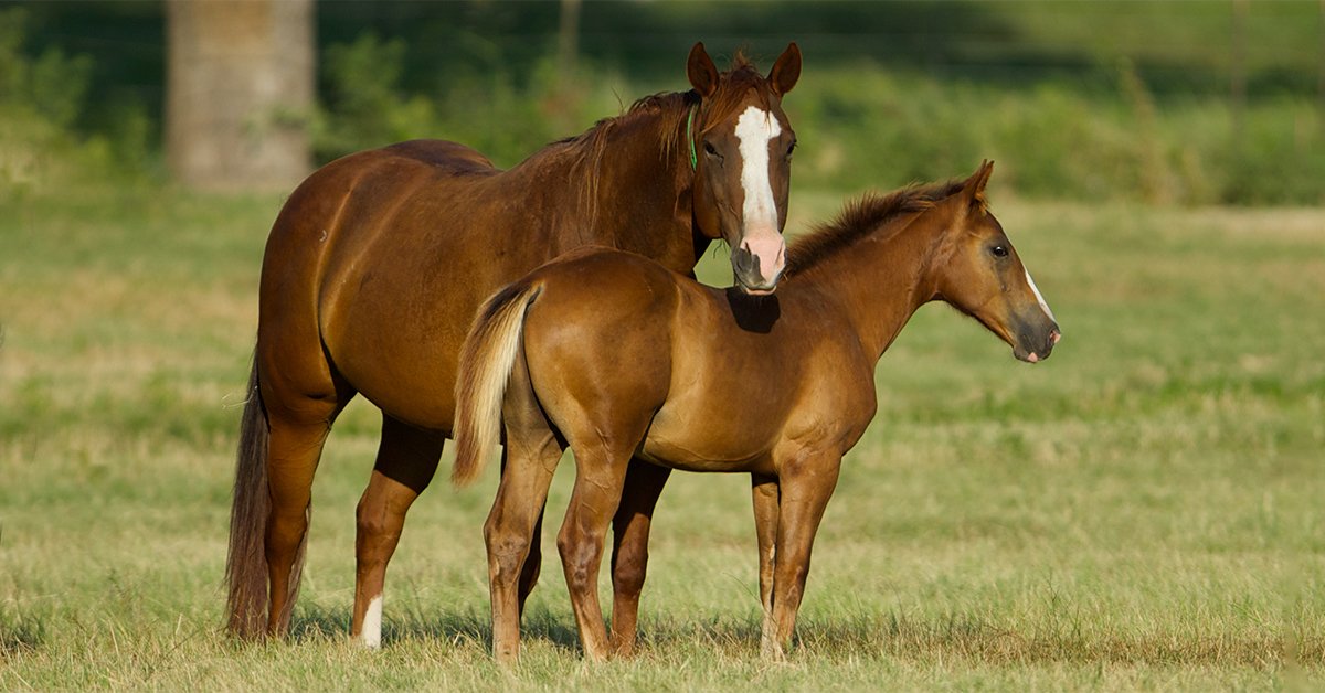 The Future of Warmblood Breeding: Trends and Innovations