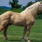 The Genetics Behind the Cream Color in Draft Horses