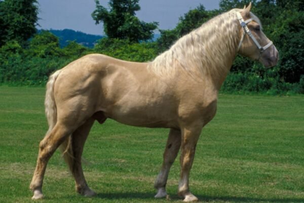 The Genetics Behind the Cream Color in Draft Horses