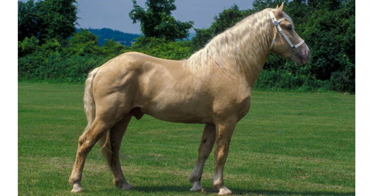 The Genetics Behind the Cream Color in Draft Horses