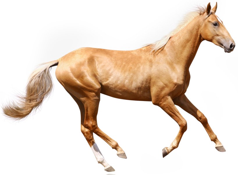 The Genetics Behind the Cream Color in Draft Horses