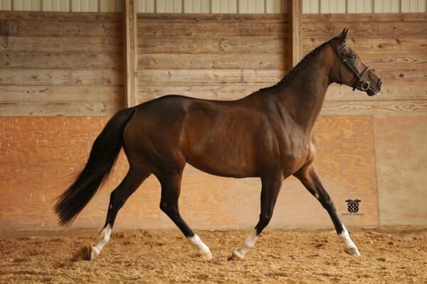 The History and Development of Warmblood Breeds