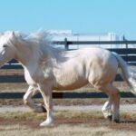 The History of Cream Draft Horses in Agriculture