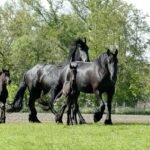 The History of Friesian Horses in Europe