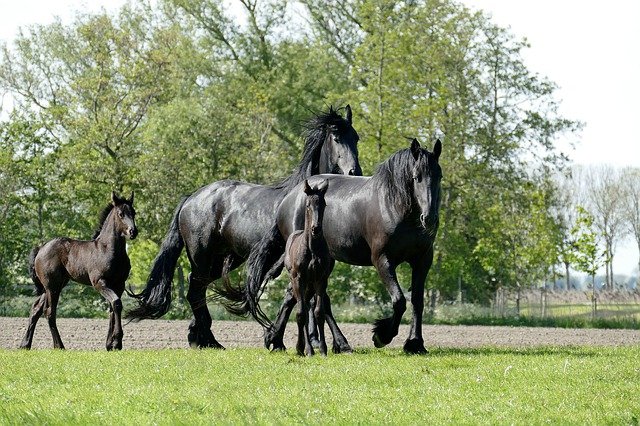 The History of Friesian Horses in Europe